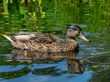 göletlerde vahşi ördekler dinlenme, güzel su lilyum Lots, Vecpiebalga, Letonya