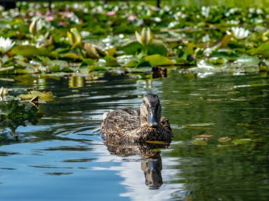 göletlerde vahşi ördekler dinlenme, güzel su lilyum Lots, Vecpiebalga, Letonya