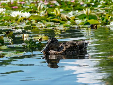 göletlerde vahşi ördekler dinlenme, güzel su lilyum Lots, Vecpiebalga, Letonya