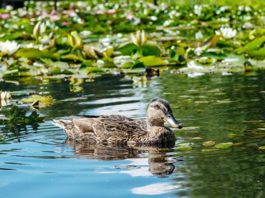 göletlerde vahşi ördekler dinlenme, güzel su lilyum Lots, Vecpiebalga, Letonya