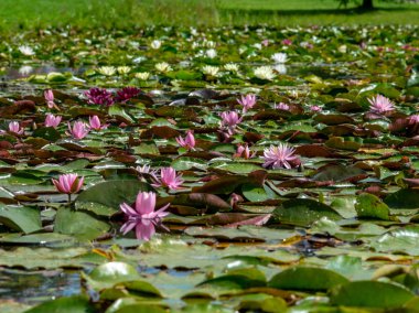 güzel su lilyum zevk PASSERS-by, Vecpiebalga, güneşli yaz günü, Letonya