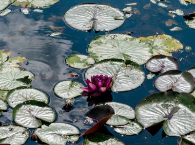 güzel su lilyum zevk PASSERS-by, Vecpiebalga, güneşli yaz günü, Letonya