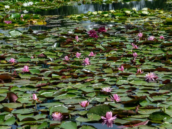 güzel su lilyum zevk PASSERS-by, Vecpiebalga, güneşli yaz günü, Letonya