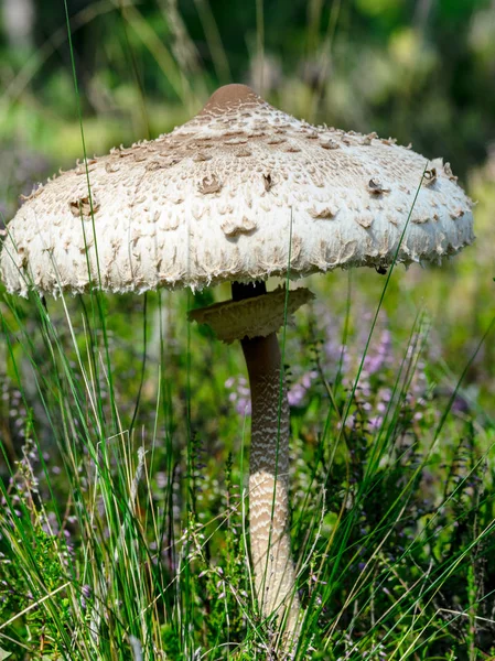 Grandes Cogumelos Comestíveis Brancos Saulsardzene Macrolepiota Procera Textura Bonita Latvia — Fotografia de Stock