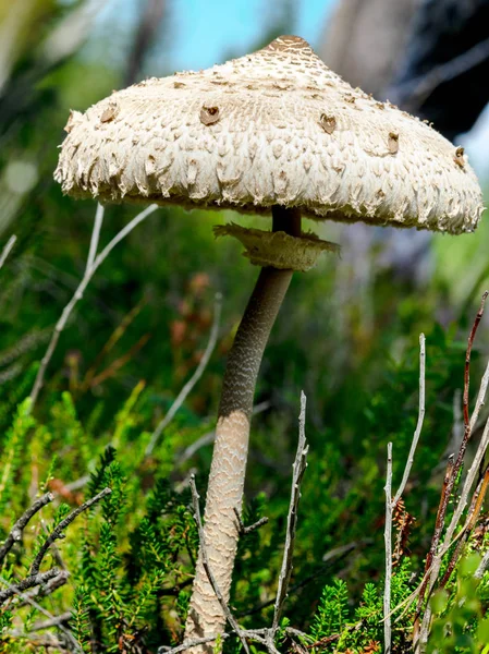 Velké Bílé Jedlé Houby Saulsardzene Makrolepiota Procera Krásná Textura Lotyšsko — Stock fotografie