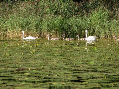 su çim göl tarafından büyümüş, bazı kuğu, sakin su, parlama