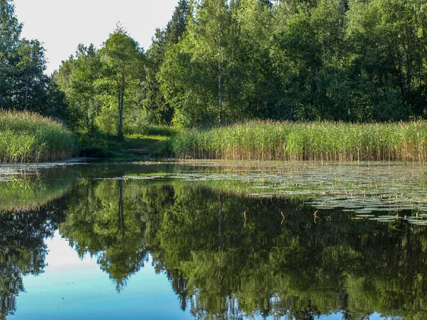 beautiful summer landscape with calm lake, reflections of different trees, blue sky, calm water, Latvia