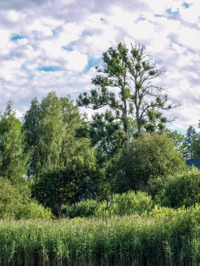 sakin göl, farklı ağaçlar, mavi gökyüzü, sakin su, Letonya yansımaları ile güzel yaz manzara