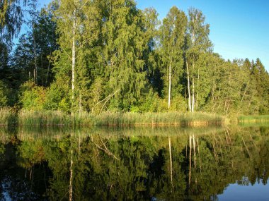sakin göl, farklı ağaçlar, mavi gökyüzü, sakin su, Letonya yansımaları ile güzel yaz manzara