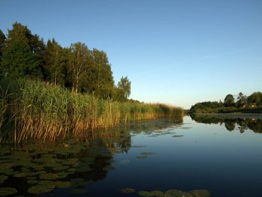 sakin göl, çayır, orman, mavi gökyüzü ve parlama ile güzel yaz manzara