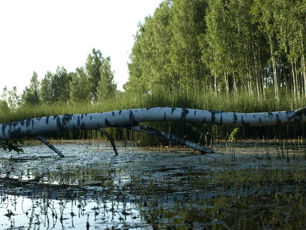 Batang Birch Putih Jatuh Atas Sungai Refleksi Yang Indah Gulma — Stok Foto