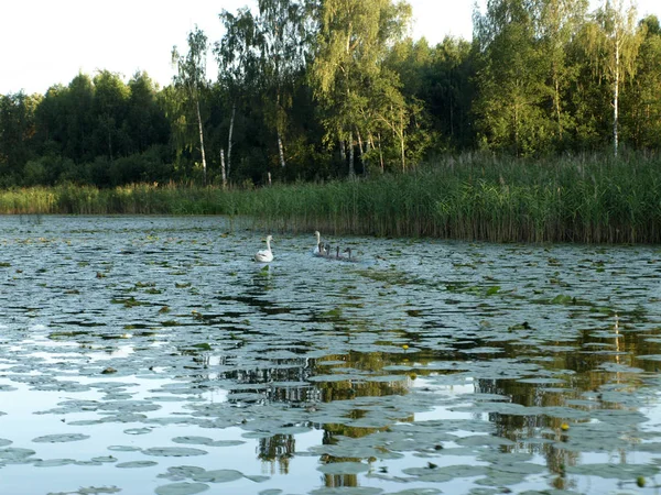 Herbe Eau Envahie Par Lac Quelques Cygnes Eau Calme Éblouissement — Photo