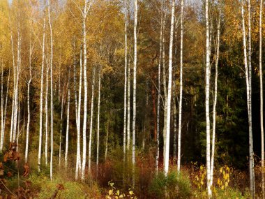 güzel sonbahar manzara-renkli ağaçlar ve kuru renkli yaprakları ile sonbahar park Alley, Letonya 
