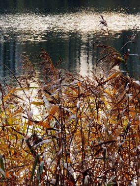 Göl sonbahar görünümü, ön planda sazlık, 