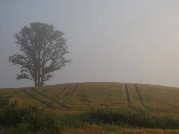 Lonely Oak Field Cereals Hill Surrounded Fog Latvia — Stock Photo, Image