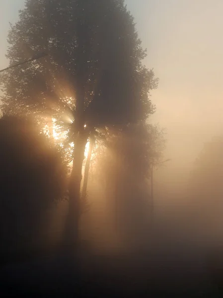 Erste Goldene Sonnenstrahlen Strömen Durch Die Bäume Und Morgennebel — Stockfoto