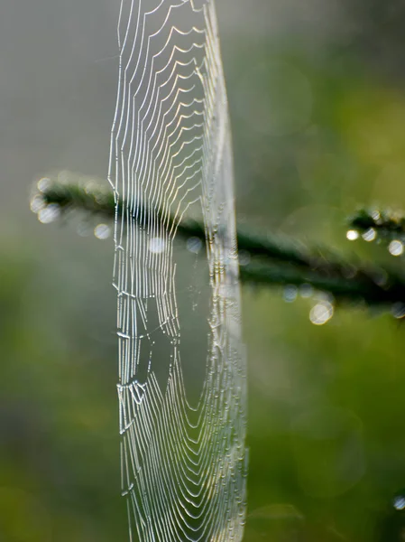 Spider Web Shines Forest Morning Dew — Stock Photo, Image