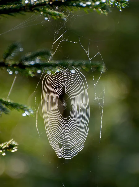 Spinnennetz Leuchtet Wald Morgentau — Stockfoto