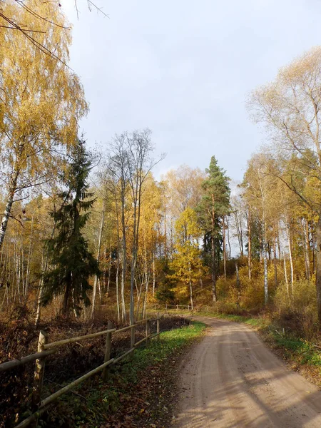 Schöne Herbstlandschaft Herbstliche Parkallee Mit Bunten Bäumen Und Trockenen Farbigen — Stockfoto