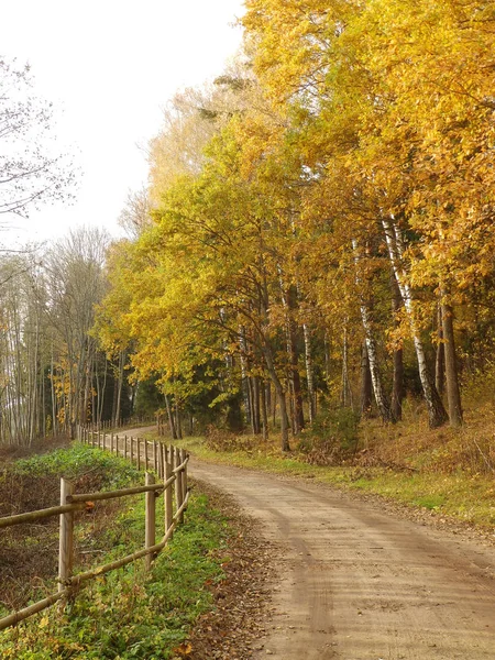 Красивый Осенний Пейзаж Аллея Осеннего Парка Красочными Деревьями Сухими Цветными — стоковое фото