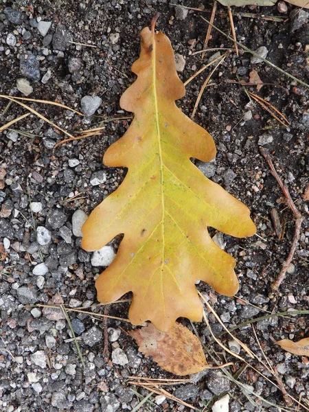 Hoja Roble Color Simple Camino — Foto de Stock