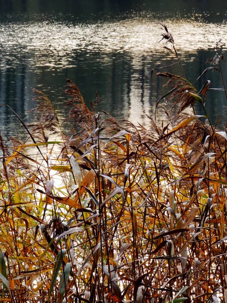 Autunno Vista Lago Primo Piano Canneti — Foto Stock