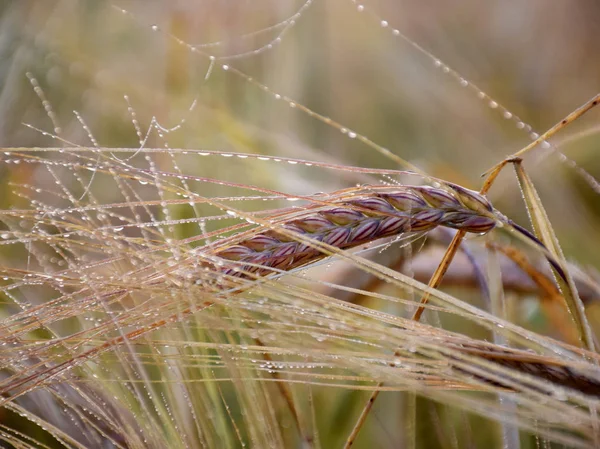 抽象的な穀物の耳 美しい質感 — ストック写真