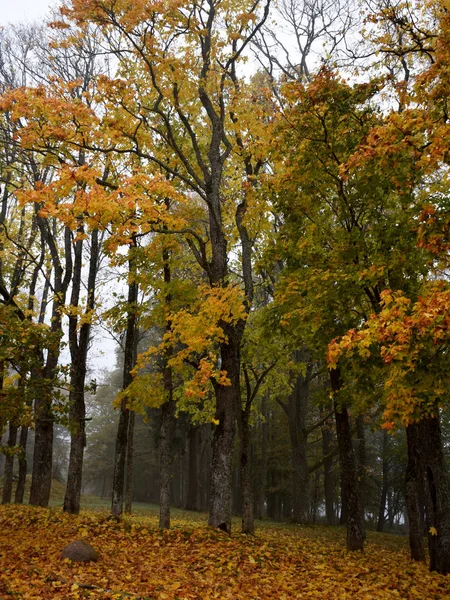 Piękny Jesienny Krajobraz Jesienny Park Aleja Kolorowych Drzew Suchych Liści — Zdjęcie stockowe