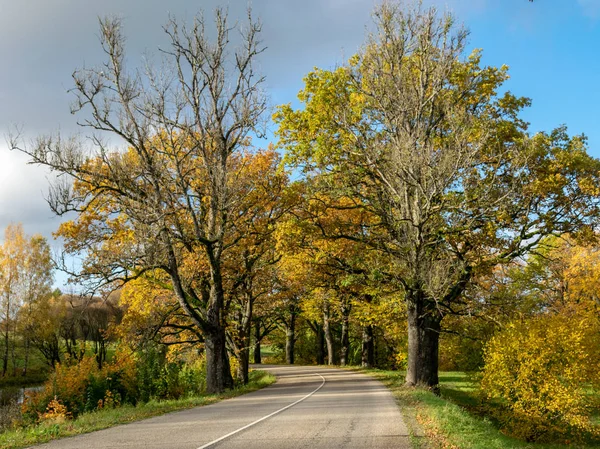 eski ağaçlar sokak, basit bir ülke yolu , sonbahar
