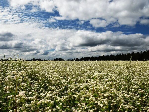 Красивий Білий Квітковий Луг Хмарами — стокове фото