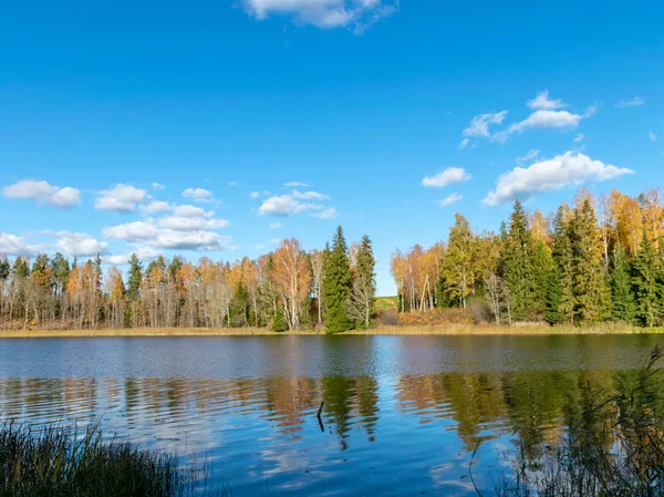 güzel yansımaları ile küçük bir orman nehri renkli sonbahar ağaçları