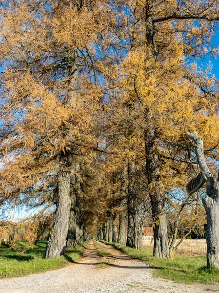 Ruela Árvores Velhas Uma Estrada Rural Simples Outono — Fotografia de Stock