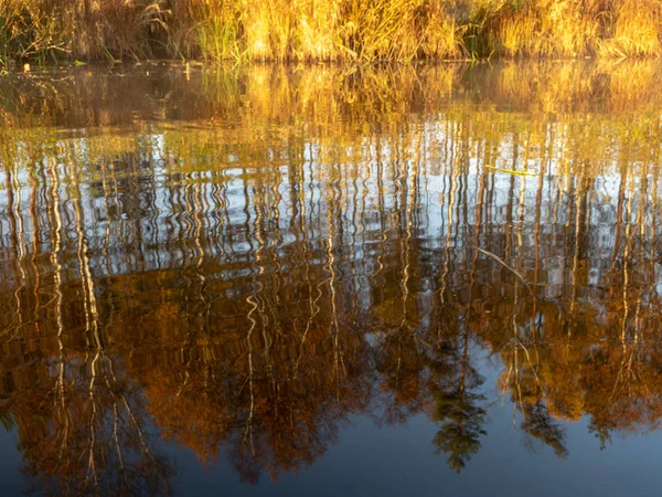 Belles Décoratives Réflexions Arbres Dans Eau — Photo