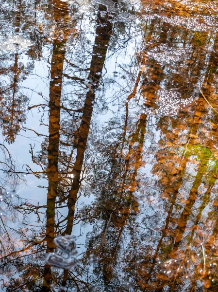 Schöne Und Dekorative Baumreflexionen Wasser — Stockfoto