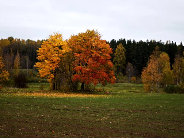 Осенние Деревья Посередине Поля — стоковое фото