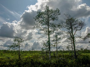 küçük çam ve huş ağaçları ve mavi gökyüzü ve güzel bulutlar ve yansımaları ile yeşil yosun ile çevrili siyah bataklık gölleri ile manzara , Letonya