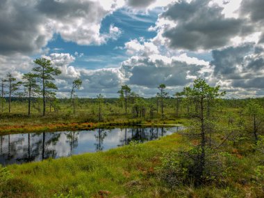 küçük çam ve huş ağaçları ve mavi gökyüzü ve güzel bulutlar ve yansımaları ile yeşil yosun ile çevrili siyah bataklık gölleri ile manzara , Letonya