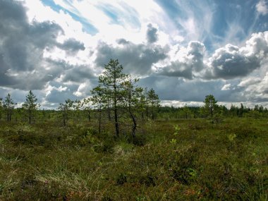 küçük çam ve huş ağaçları ve mavi gökyüzü ve güzel bulutlar ve yansımaları ile yeşil yosun ile çevrili siyah bataklık gölleri ile manzara , Letonya