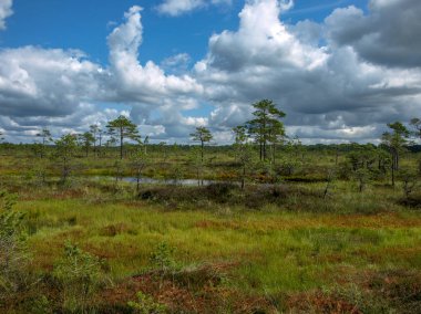 küçük çam ve huş ağaçları ve mavi gökyüzü ve güzel bulutlar ve yansımaları ile yeşil yosun ile çevrili siyah bataklık gölleri ile manzara , Letonya