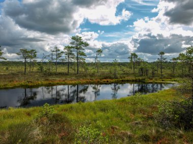 küçük çam ve huş ağaçları ve mavi gökyüzü ve güzel bulutlar ve yansımaları ile yeşil yosun ile çevrili siyah bataklık gölleri ile manzara , Letonya