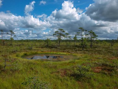 küçük çam ve huş ağaçları ve mavi gökyüzü ve güzel bulutlar ve yansımaları ile yeşil yosun ile çevrili siyah bataklık gölleri ile manzara , Letonya