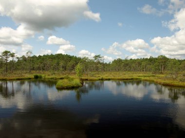 küçük çam ve huş ağaçları ve mavi gökyüzü ve güzel bulutlar ve yansımaları ile yeşil yosun ile çevrili siyah bataklık gölleri ile manzara , Letonya