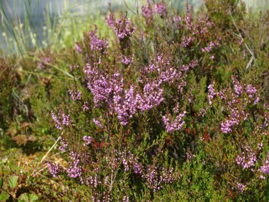 pembe bataklık çiçekleri ile bataklık manzara -