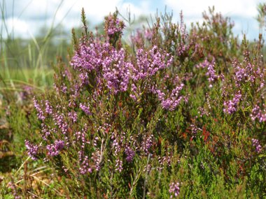 pembe bataklık çiçekleri ile bataklık manzara -