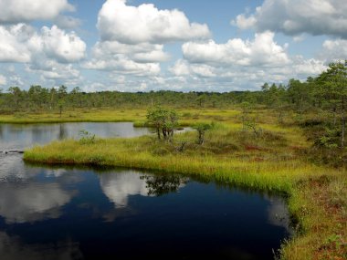küçük çam ve huş ağaçları ve mavi gökyüzü ve güzel bulutlar ve yansımaları ile yeşil yosun ile çevrili siyah bataklık gölleri ile manzara , Letonya