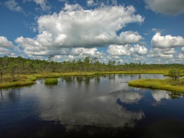 küçük çam ve huş ağaçları ve mavi gökyüzü ve güzel bulutlar ve yansımaları ile yeşil yosun ile çevrili siyah bataklık gölleri ile manzara , Letonya