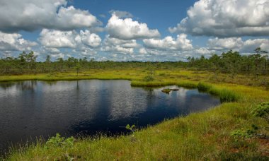 küçük çam ve huş ağaçları ve mavi gökyüzü ve güzel bulutlar ve yansımaları ile yeşil yosun ile çevrili siyah bataklık gölleri ile manzara , Letonya