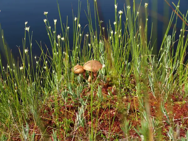 Acqua Palude Nera Con Varie Piante Palude Muschio — Foto Stock