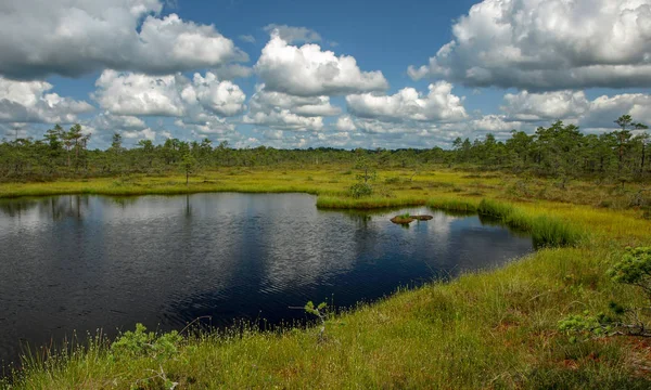 küçük çam ve huş ağaçları ve mavi gökyüzü ve güzel bulutlar ve yansımaları ile yeşil yosun ile çevrili siyah bataklık gölleri ile manzara , Letonya