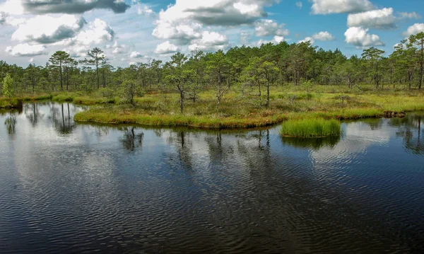 小さな松と白樺の木に囲まれた黒い沼の湖と青い空と美しい雲と反射と緑の苔と風景 ラトビア — ストック写真